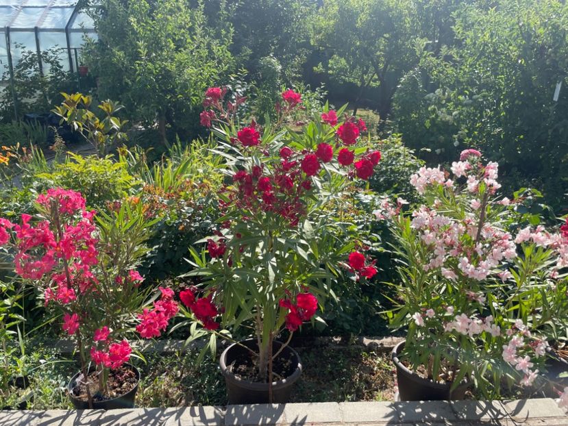  - 0006 - Leandri 2023-2024-2025