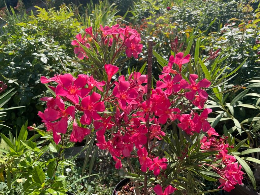  - 0006 - Leandri 2023-2024-2025