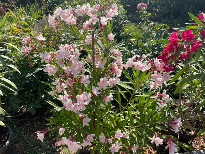  - 0006 - Leandri 2023-2024-2025