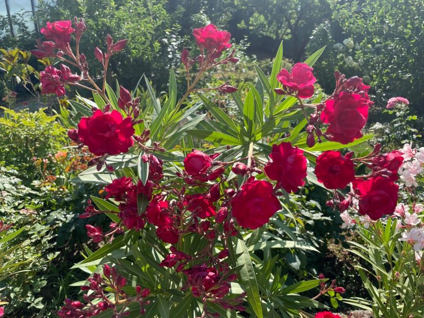  - 0006 - Leandri 2023-2024-2025