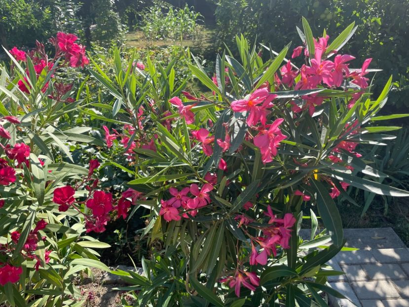  - 0006 - Leandri 2023-2024-2025