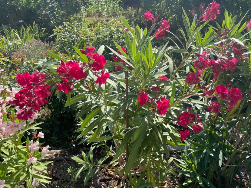  - 0006 - Leandri 2023-2024-2025