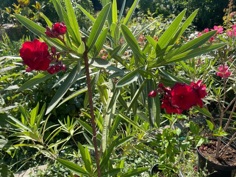  - 0006 - Leandri 2023-2024-2025