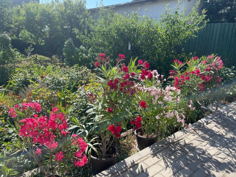  - 0006 - Leandri 2023-2024-2025