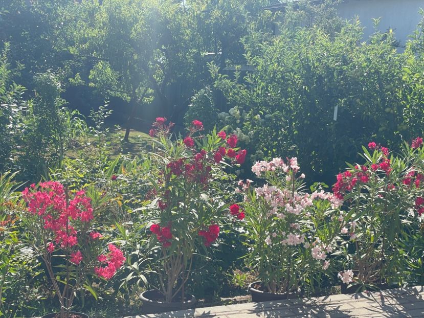  - 0006 - Leandri 2023-2024-2025