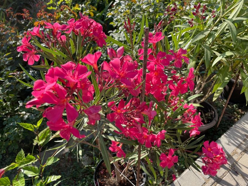  - 0006 - Leandri 2023-2024-2025