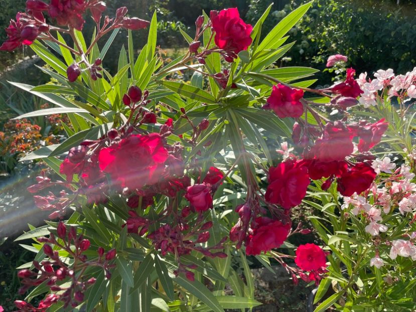  - 0006 - Leandri 2023-2024-2025