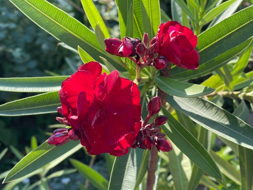  - 0006 - Leandri 2023-2024-2025