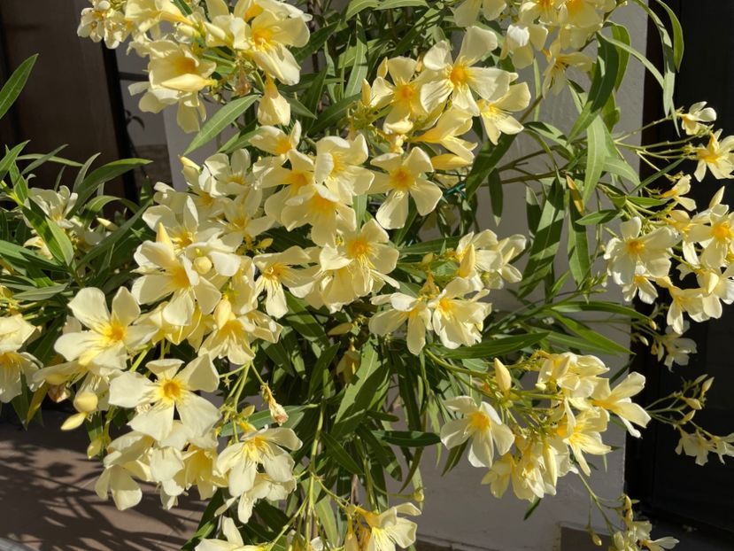  - 0006 - Leandri 2023-2024-2025