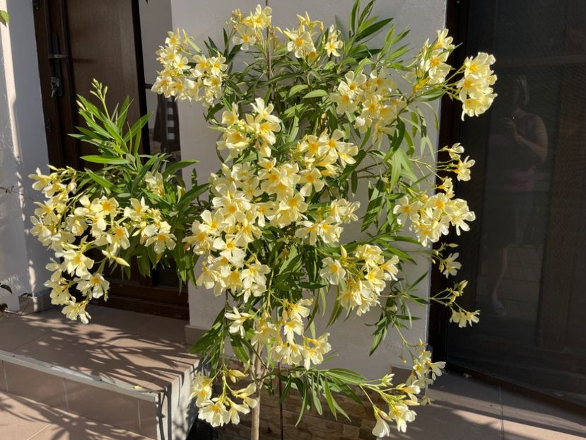  - 0006 - Leandri 2023-2024-2025