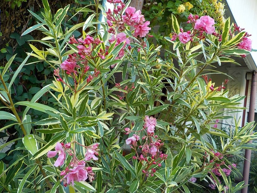  - variegat nr 24