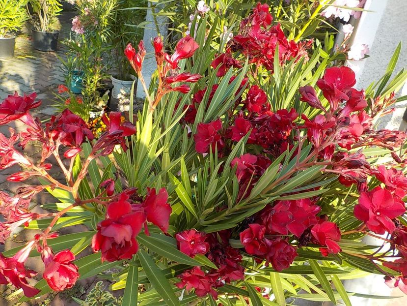  - hegies szirmus nr 63