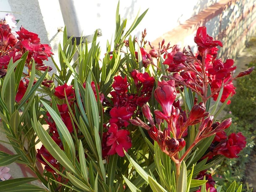  - hegies szirmus nr 63