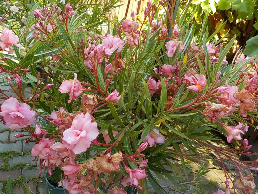  - mrs roeding nr- 53