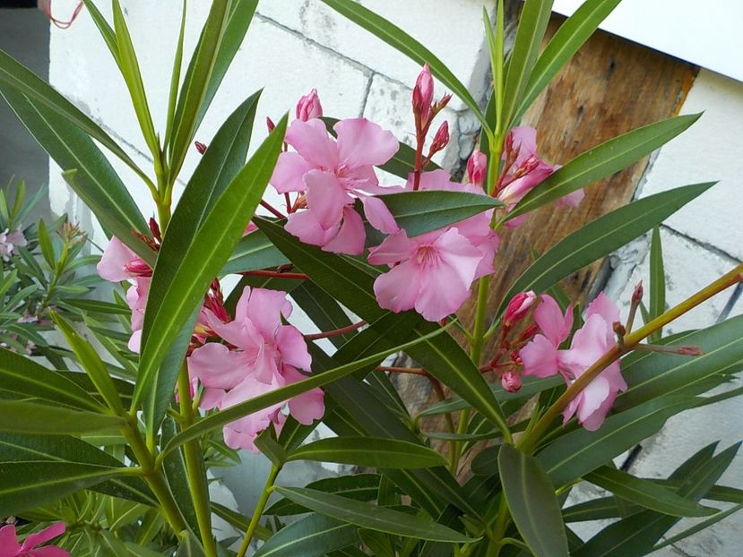  - madam hellena nr82