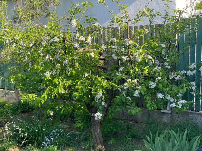  - 0005 - Gradina de legume 2023-2024-2025