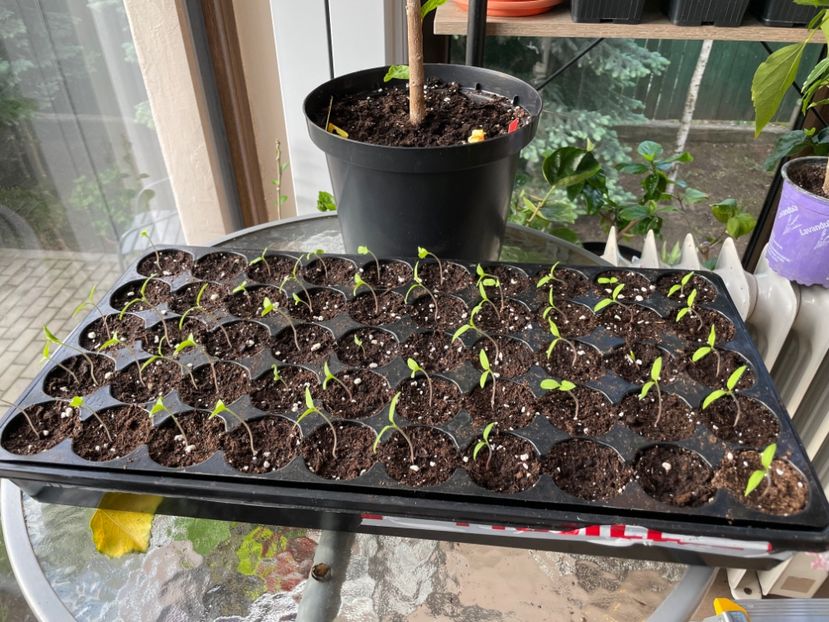  - 0005 - Gradina de legume 2023-2024-2025