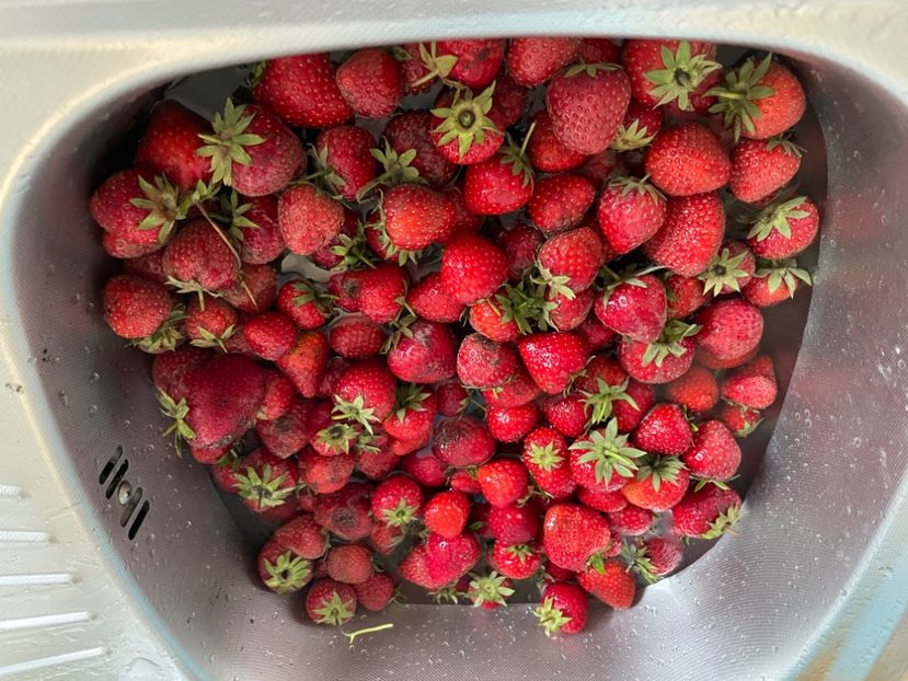  - 0005 - Gradina de legume 2023-2024-2025