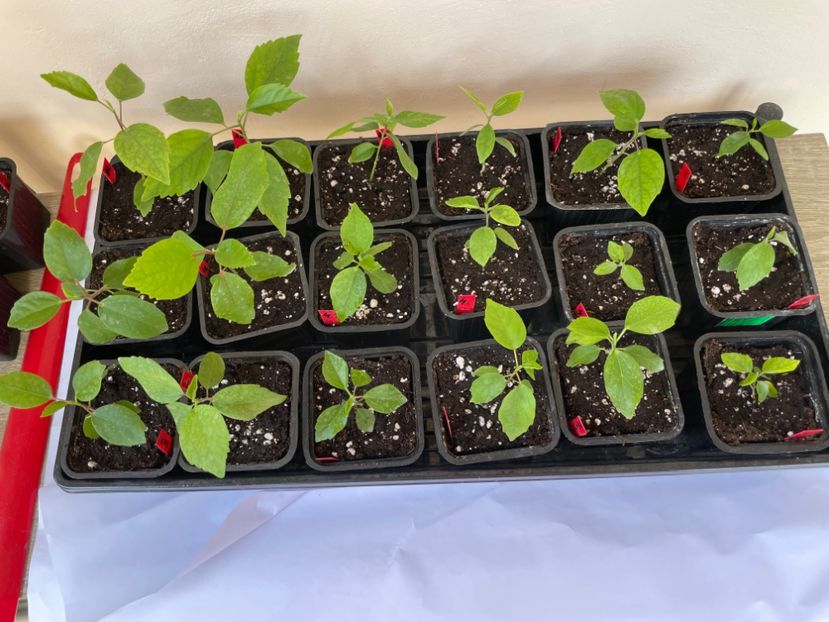  - 0005 - Gradina de legume 2023-2024-2025