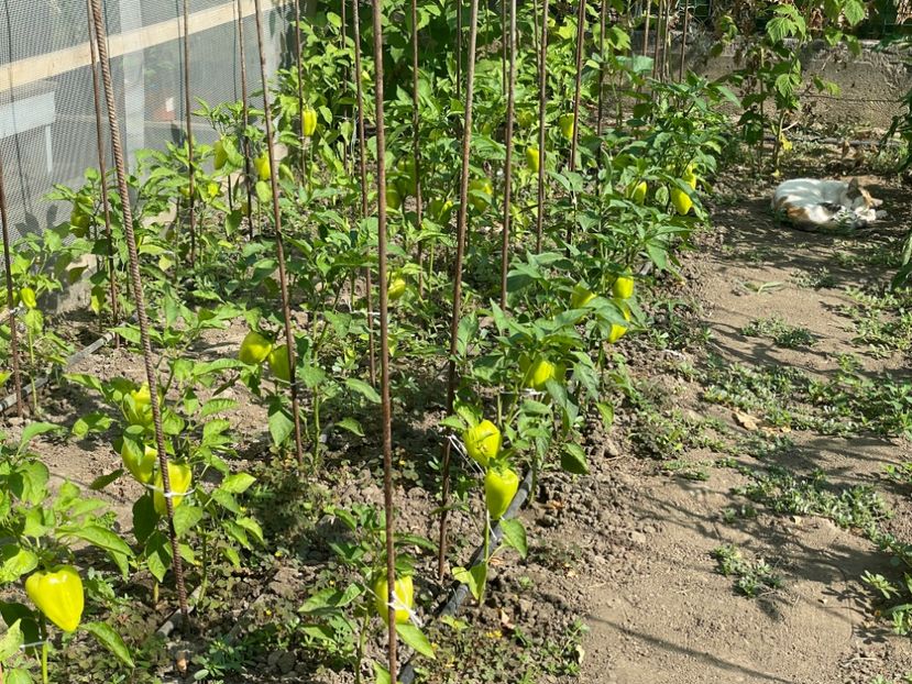  - 0005 - Gradina de legume 2023-2024-2025