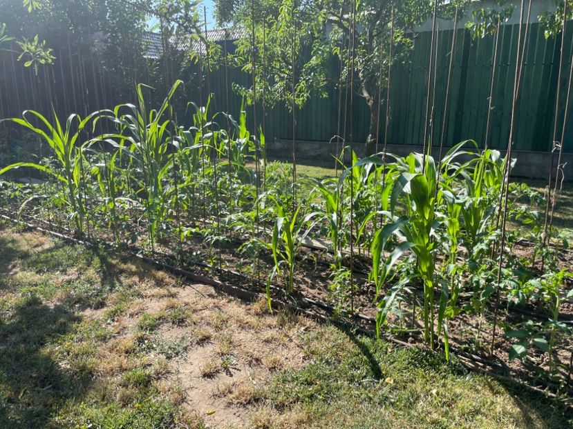  - 0005 - Gradina de legume 2023-2024-2025