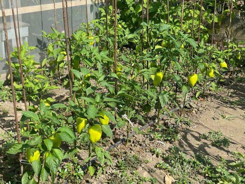  - 0005 - Gradina de legume 2023-2024-2025