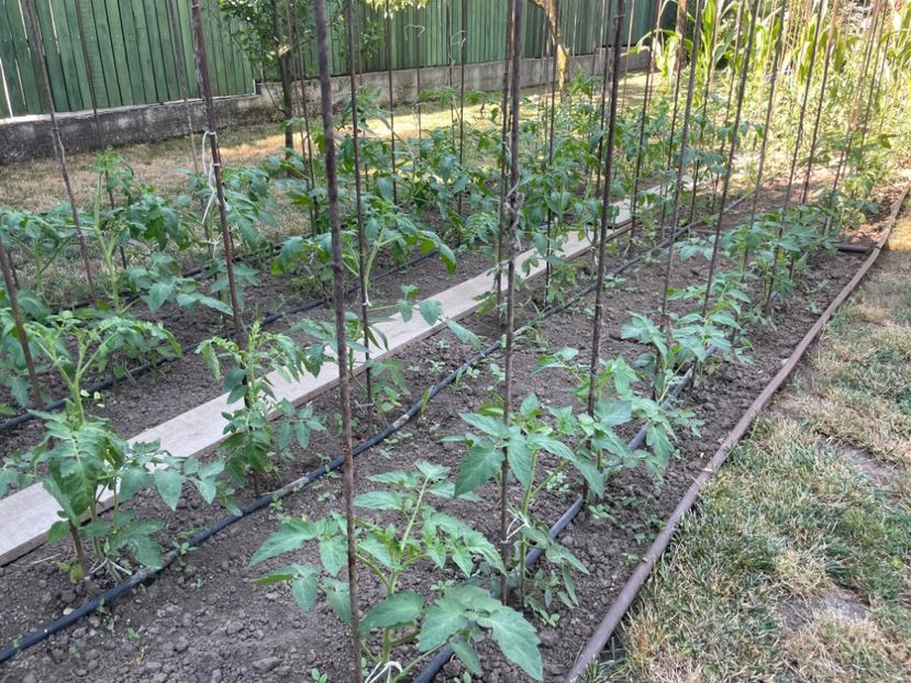  - 0005 - Gradina de legume 2023-2024-2025