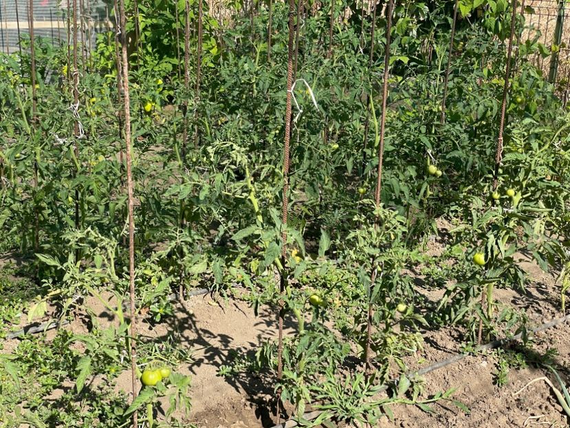  - 0005 - Gradina de legume 2023-2024-2025