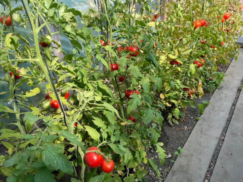  - 0005 - Gradina de legume 2023-2024-2025