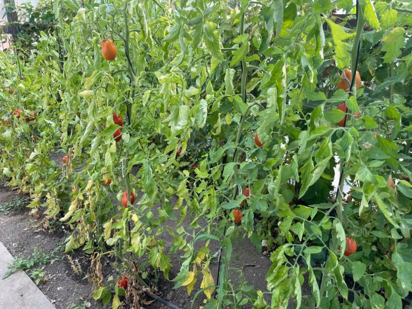  - 0005 - Gradina de legume 2023-2024-2025