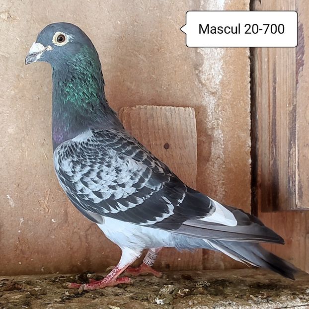 Mascul 20-700 - Stropit list