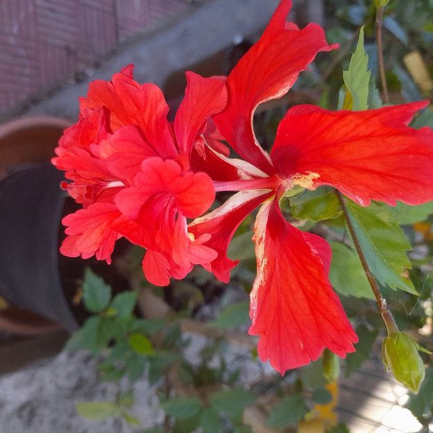 13.07.2025 - HIBISCUSI 2025-3