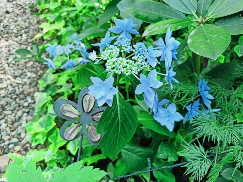 Star Gazer Blue 2 - Grădina 2025 continuare 4