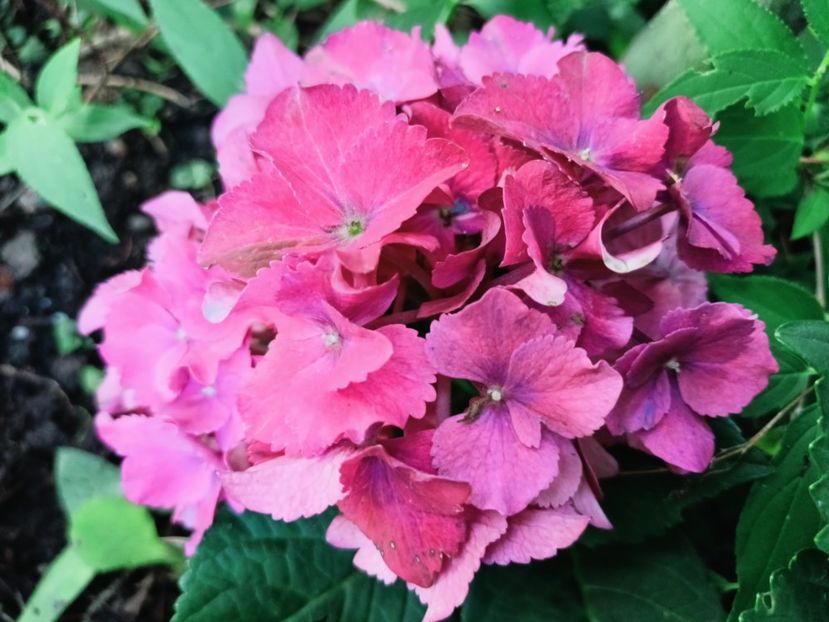  - Grădina 2025 continuare 4