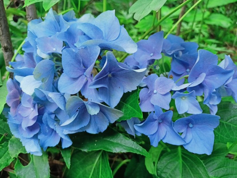 Early Blue - Grădina 2025 continuare 4