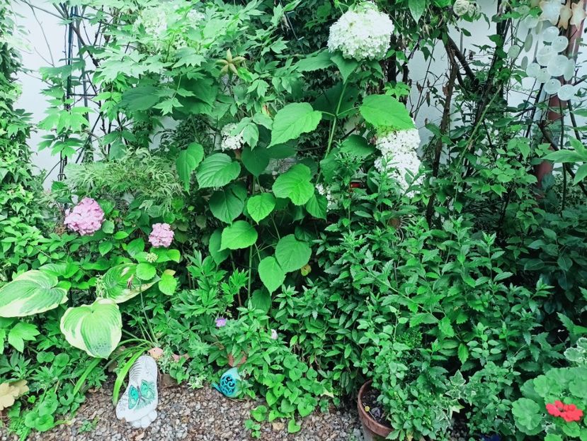  - Grădina 2025 continuare 4