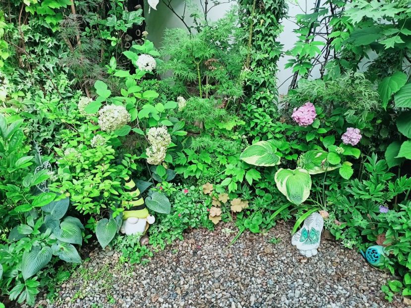  - Grădina 2025 continuare 4