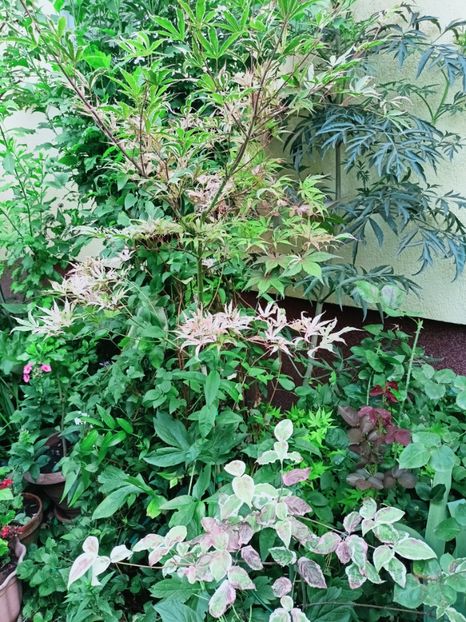  - Grădina 2025 continuare 4