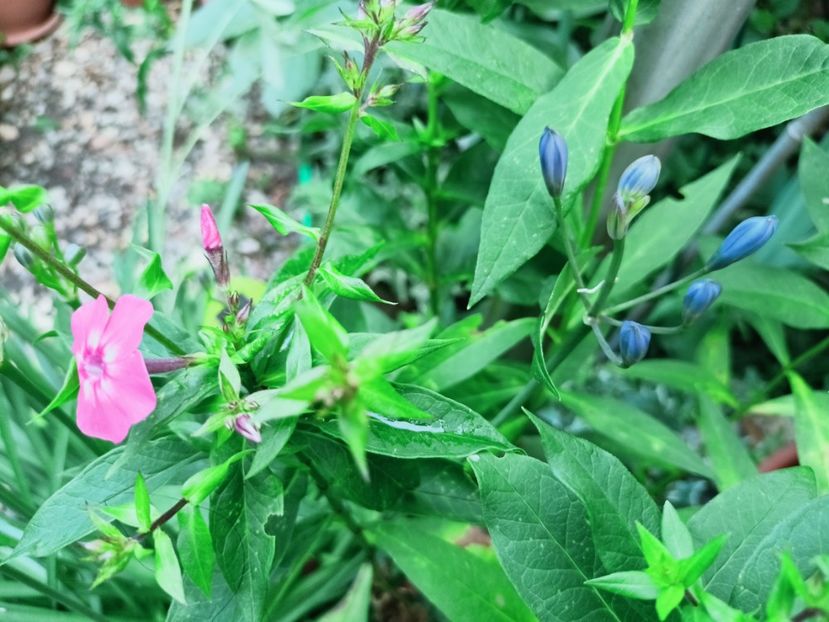 Agapanthus - Grădina 2025 continuare 4