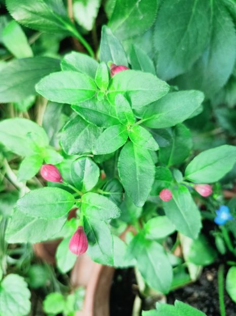 Fuchsia - Grădina 2025 continuare 4