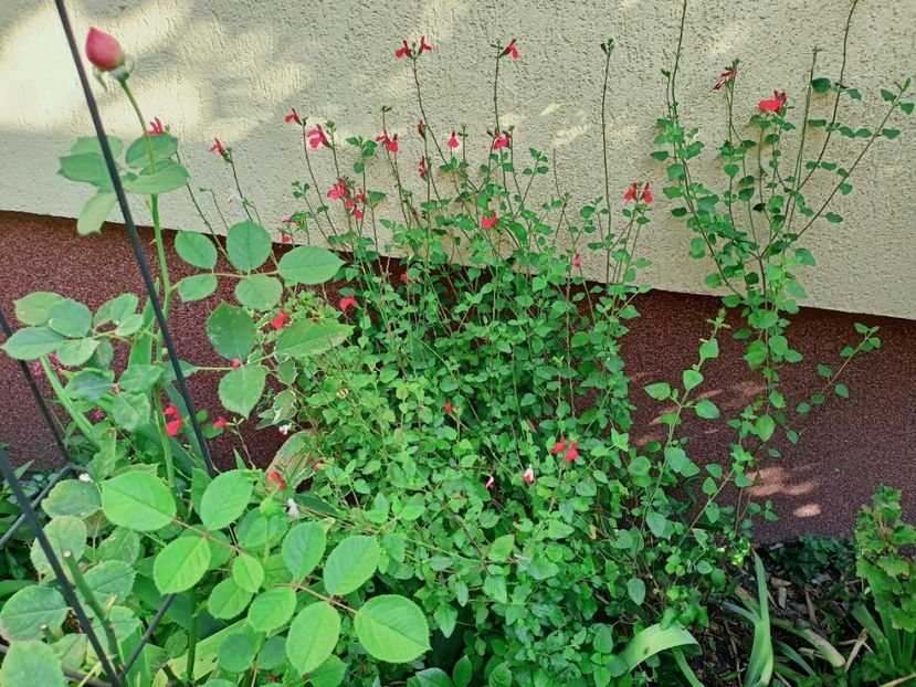 Salvia Hot Lips - Grădina 2025 continuare 4