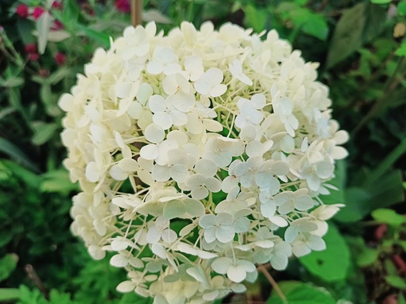  - Grădina 2025 continuare 4