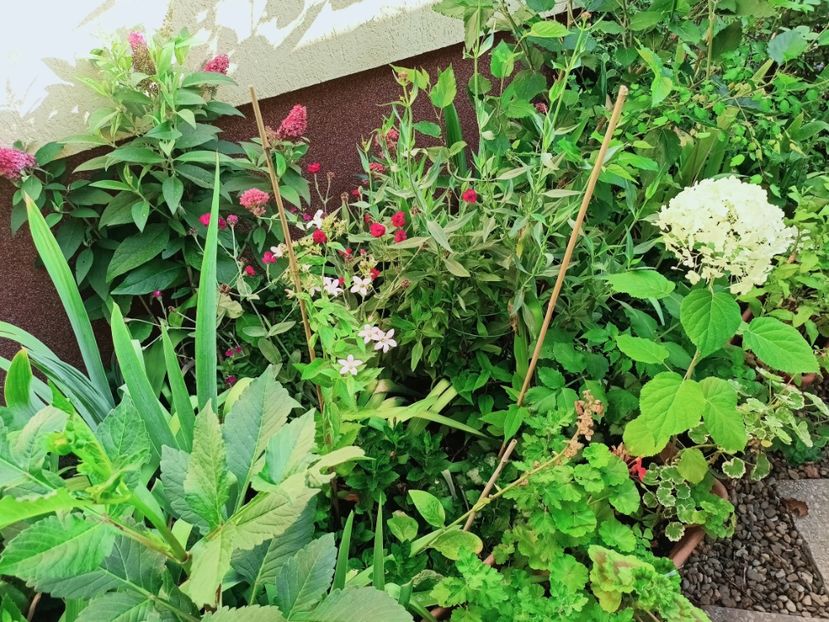  - Grădina 2025 continuare 4