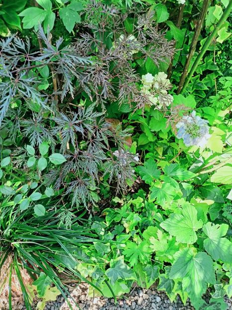 Crimson Queen - Grădina 2025 continuare 4