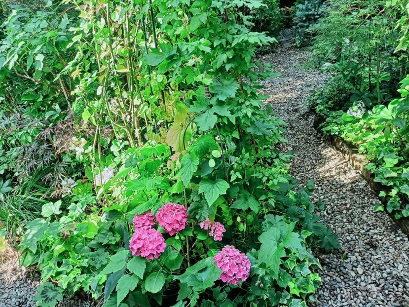  - Grădina 2025 continuare 4