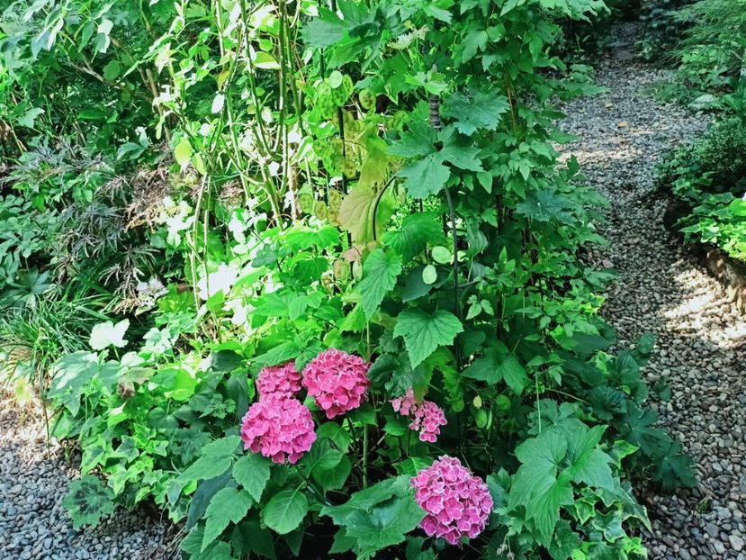  - Grădina 2025 continuare 4