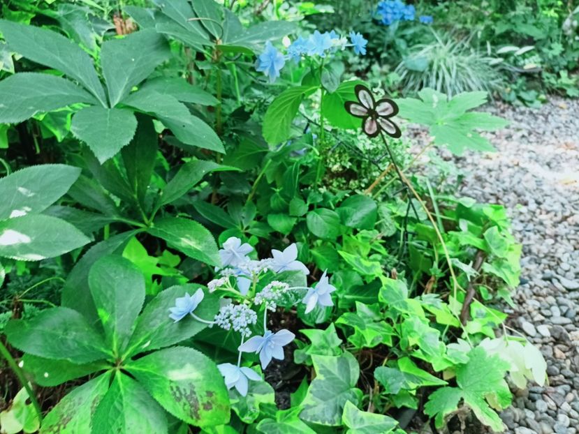  - Grădina 2025 continuare 4