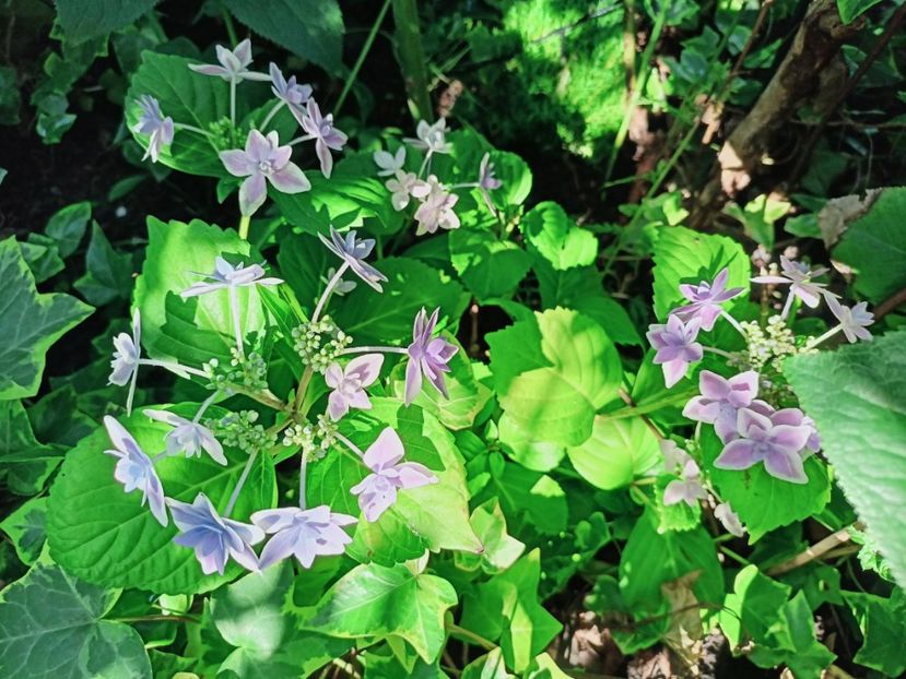  - Grădina 2025 continuare 4