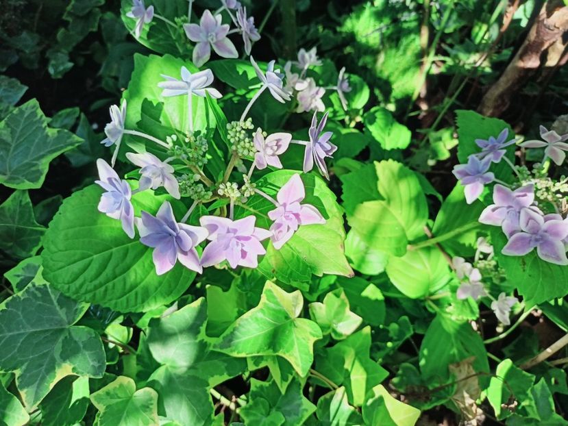  - Grădina 2025 continuare 4