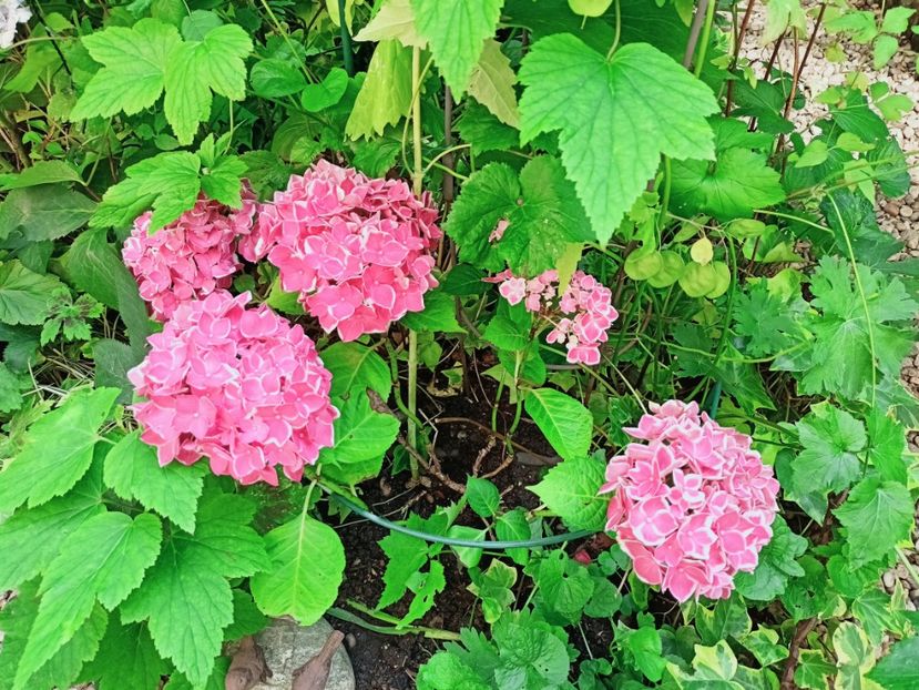 Red Ace - Grădina 2025 continuare 4